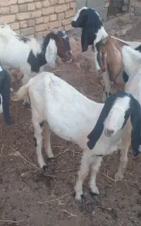 گوسفند