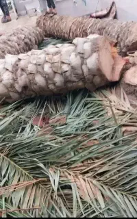 قطع نخل بریدن نخل هرس نخل سمپاشی نخل