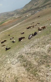 چراندن گوسفند