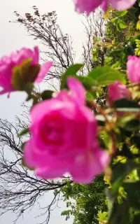 فروشنده