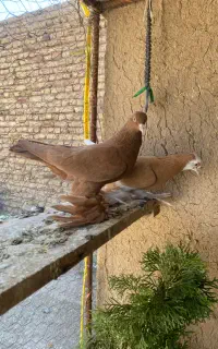 کبوتر ساری قجله پا پر