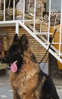 سگ ژرمن شولاین