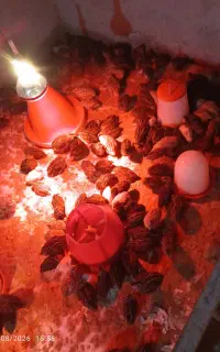 بلدرچین 30روز