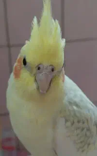 گمشده