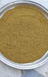 بذر یونجه رنجر آمریکایی