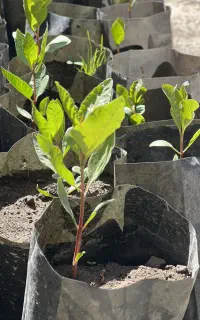 نهال پسته