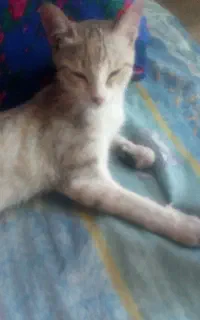 واگزاری گربە رایگان