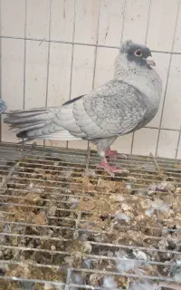 موشی قره صوری سرور