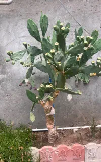 کاکتوس