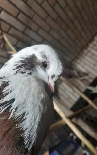 کبوتر شازده قرمز نر گمشده در چمازکتی