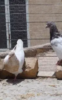 کبوتر کله ای درجه یک
