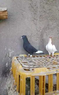 کبوتر رنگی
