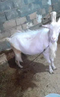 فروش نر بز سانن