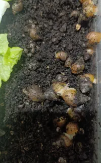 حلزون آچاتیا