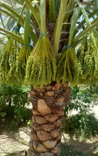 باغبانی و درختکاری