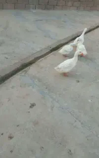 ۴عددمرغابی سالم