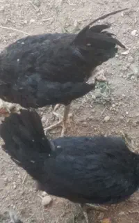 مرغ و خروس گلین