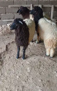 2بره نر و یک ماده