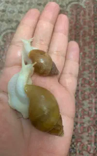حلزون سالم و زیبا