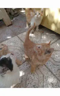 واگذاری