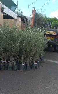 نهالستان رویال رونق اعطای نمایندگی با شرایط آسان