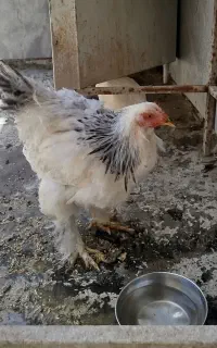 مرغ برهما