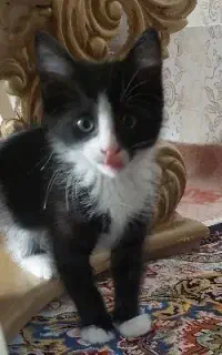 واگذاری گربه رایگان