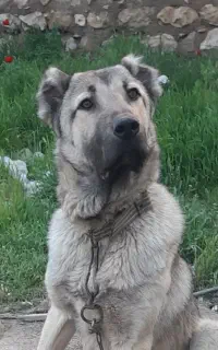 سگ سراب‌