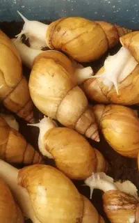 حلزون آلبینیو تخم گذار و کلاژن ساز مناسب پوست