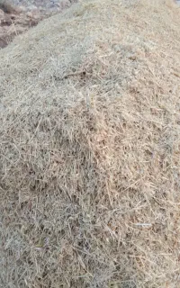 کاه گندم