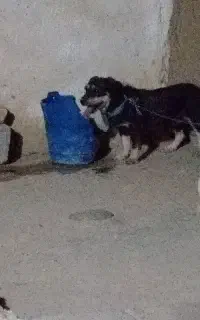 واگذاری سگ پاکوتا