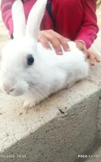 خرگوش سفید کوچولو