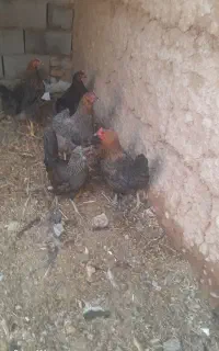 مرغ