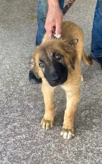 ژرمن دو ماهه