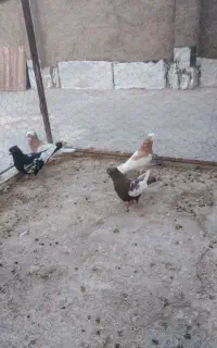 طوق زرد نر وماده. وسینه نر ومادهجفتی