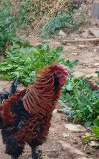 خروس فر و لهستانی
