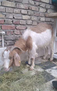 بز جوان