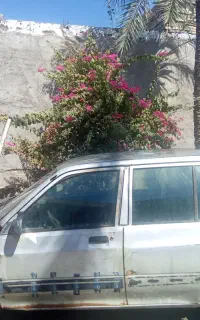باسلام
