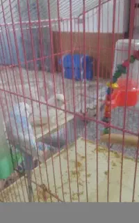 مرغ عشق نر و ماده