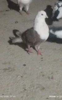 جفت کربلایی