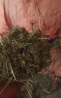 یونجه گلا