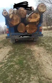 «چوب بُران مرکزی  »برش انواع چوب و هرس کاری