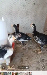 جوجه گلین ریشی چهل تاج