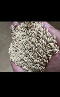 جو محلی دو پر شیش در البی صحراتازه درو قیمت 45