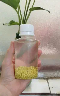 خاویار حلزون