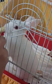 خرگوش چشم قرمز