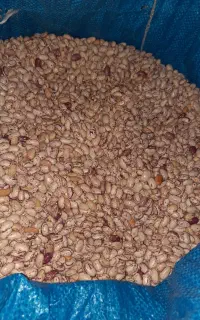 لوبیا چیتی تازه