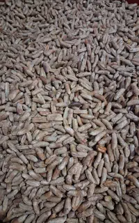 خریدار هسته خرما