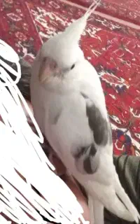 عروس هلندی گم شده