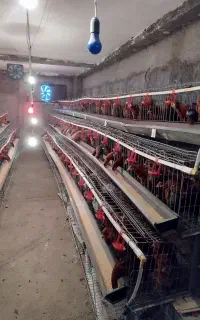 قفس مرغ تخمگذار